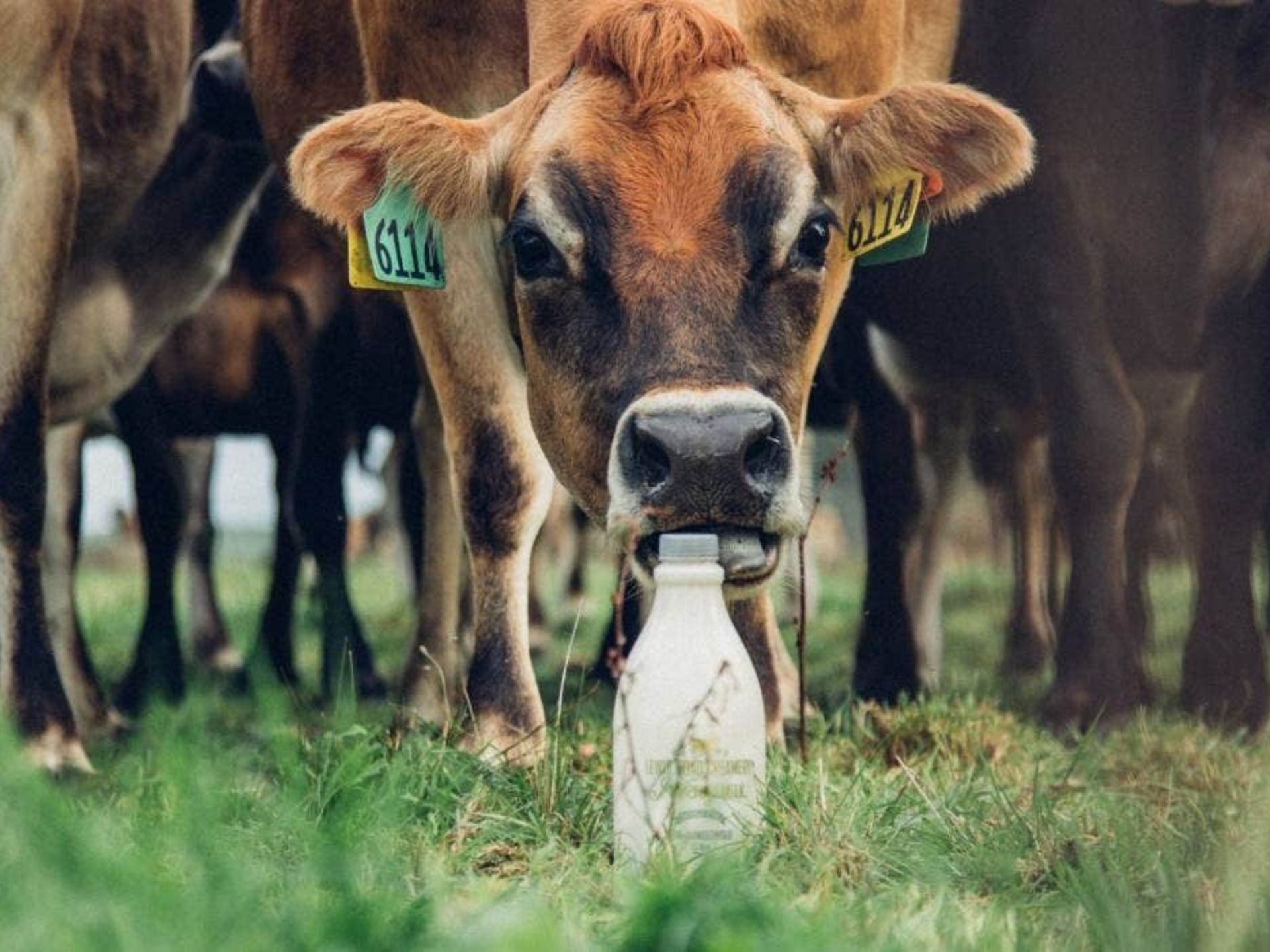 First single breed standard milk launched by Lewis Road Creamery